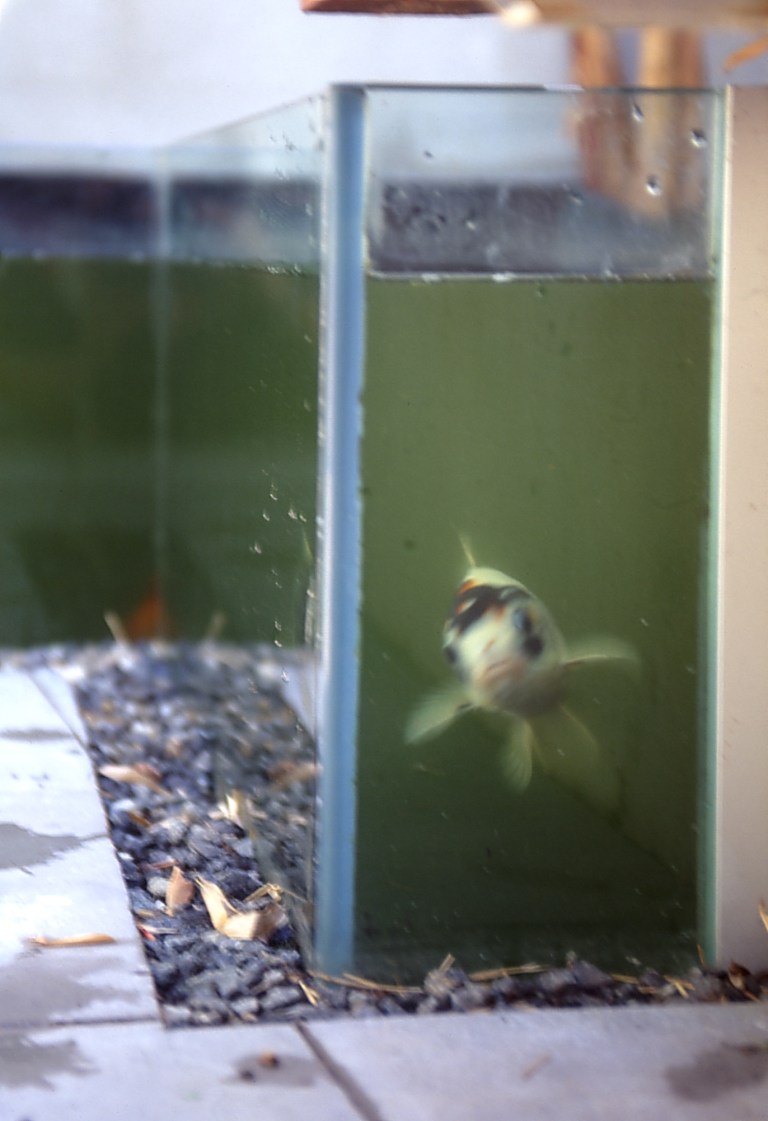 Pace McEwin Residence 27_glass fishpond detail_Stephen Varady Photo ©
